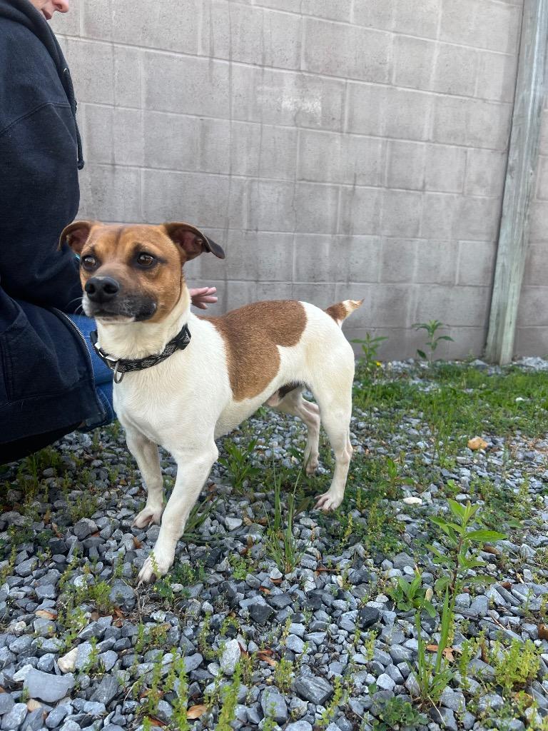 Enlarge Cricket, a Adoptable Jack Russell Terrier in Murray, KY image 2/4