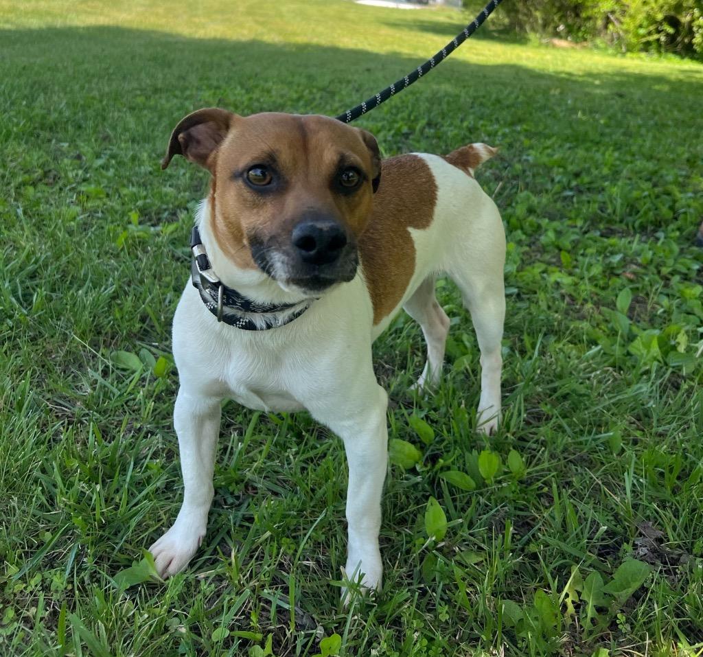 Enlarge Cricket, a Adoptable Jack Russell Terrier in Murray, KY image 3/4