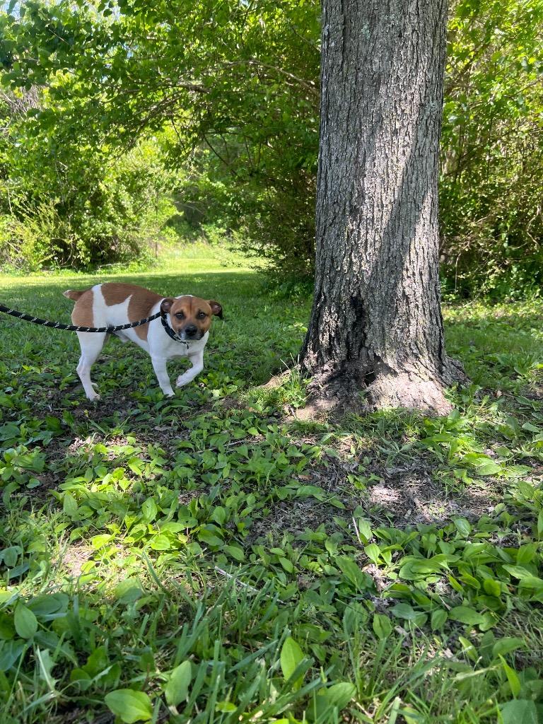 Enlarge Cricket, a Adoptable Jack Russell Terrier in Murray, KY image 4/4