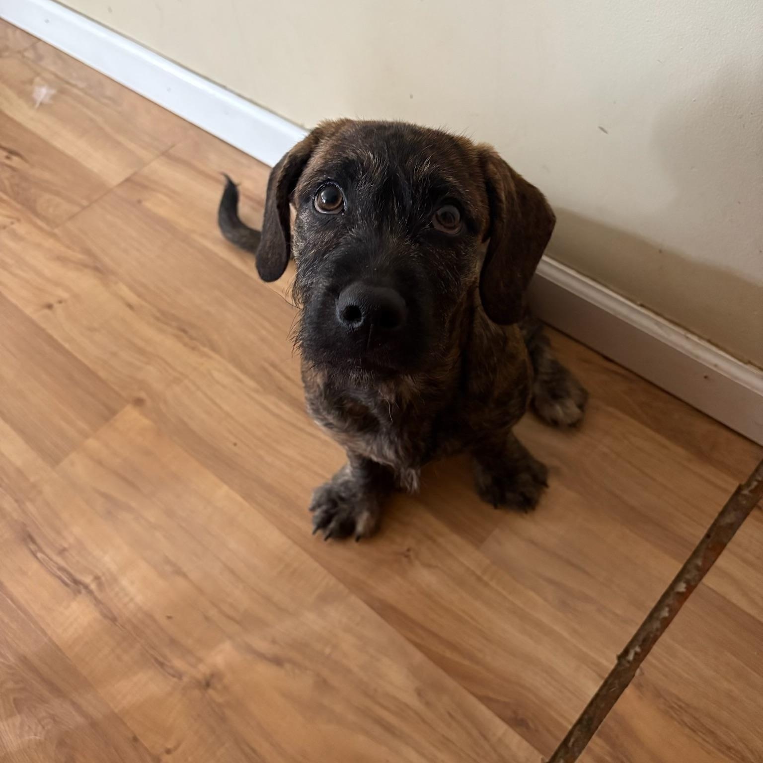 Enlarge Winston, a Adopted mixed breed in Cincinnati, OH image 1/3