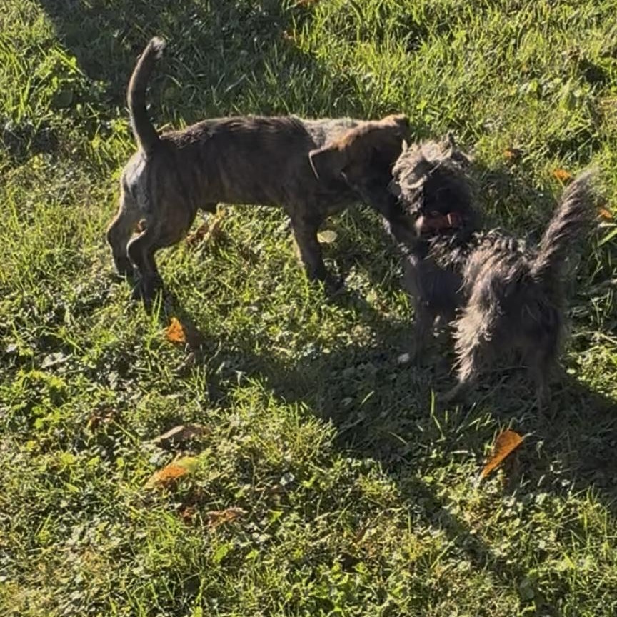 Enlarge Winston, a Adopted mixed breed in Cincinnati, OH image 2/3