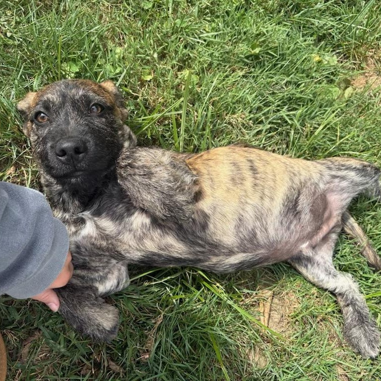 Enlarge Winston, a Adopted mixed breed in Cincinnati, OH image 3/3