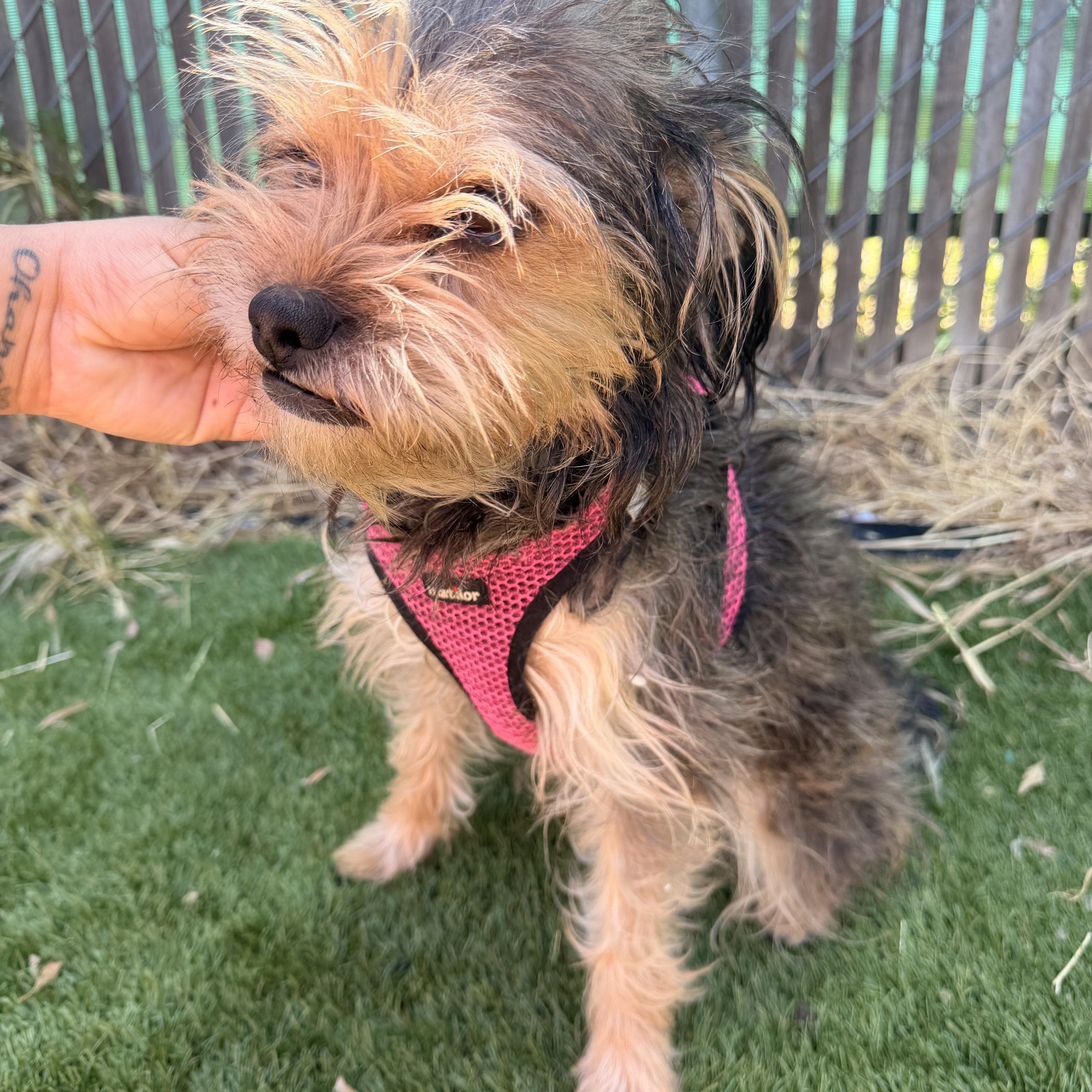 Enlarge Gidget, a ADOPTABLE mixed breed in Redlands , CA image 2/3