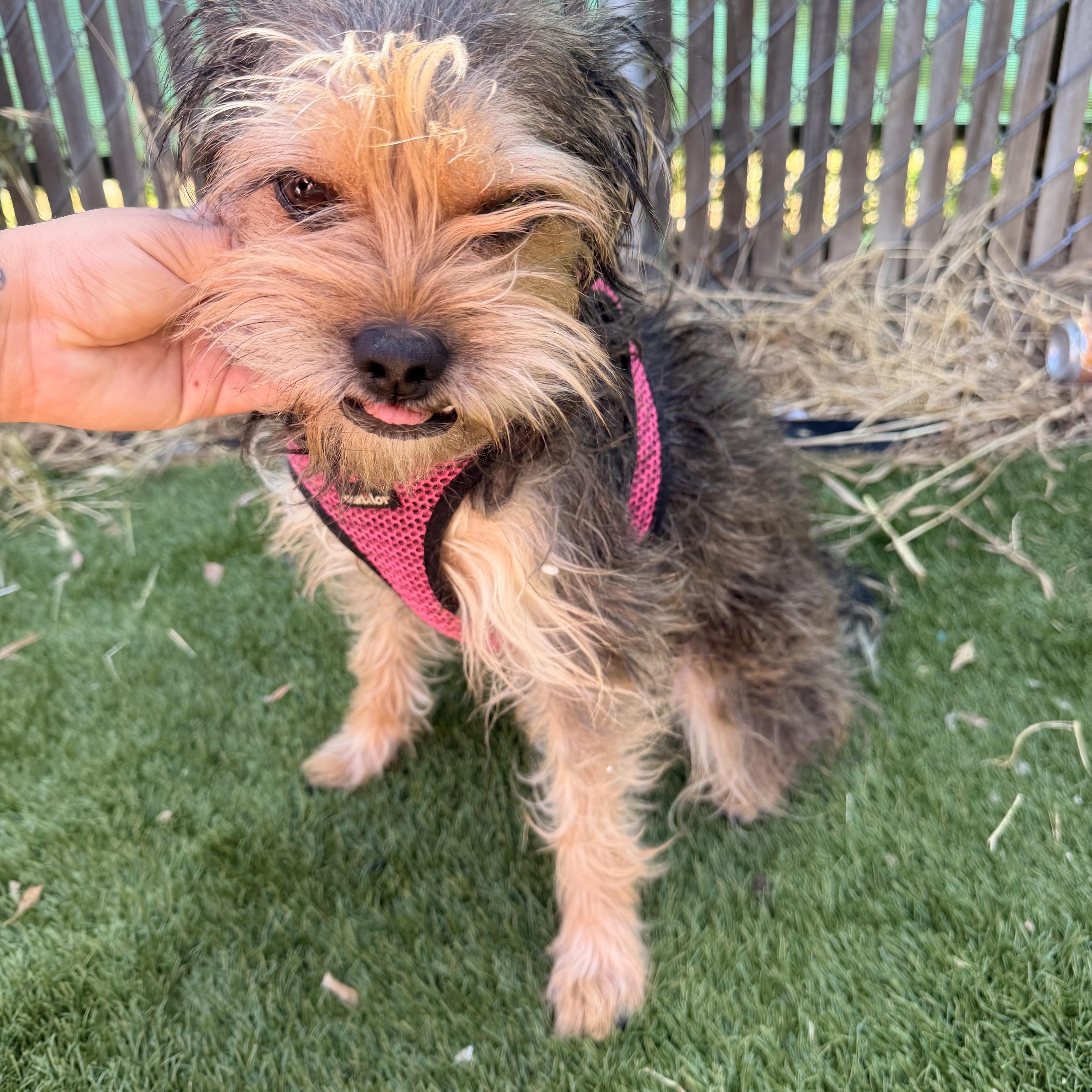 Gidget, ADOPTABLE, Adult Female Yorkshire Terrier.