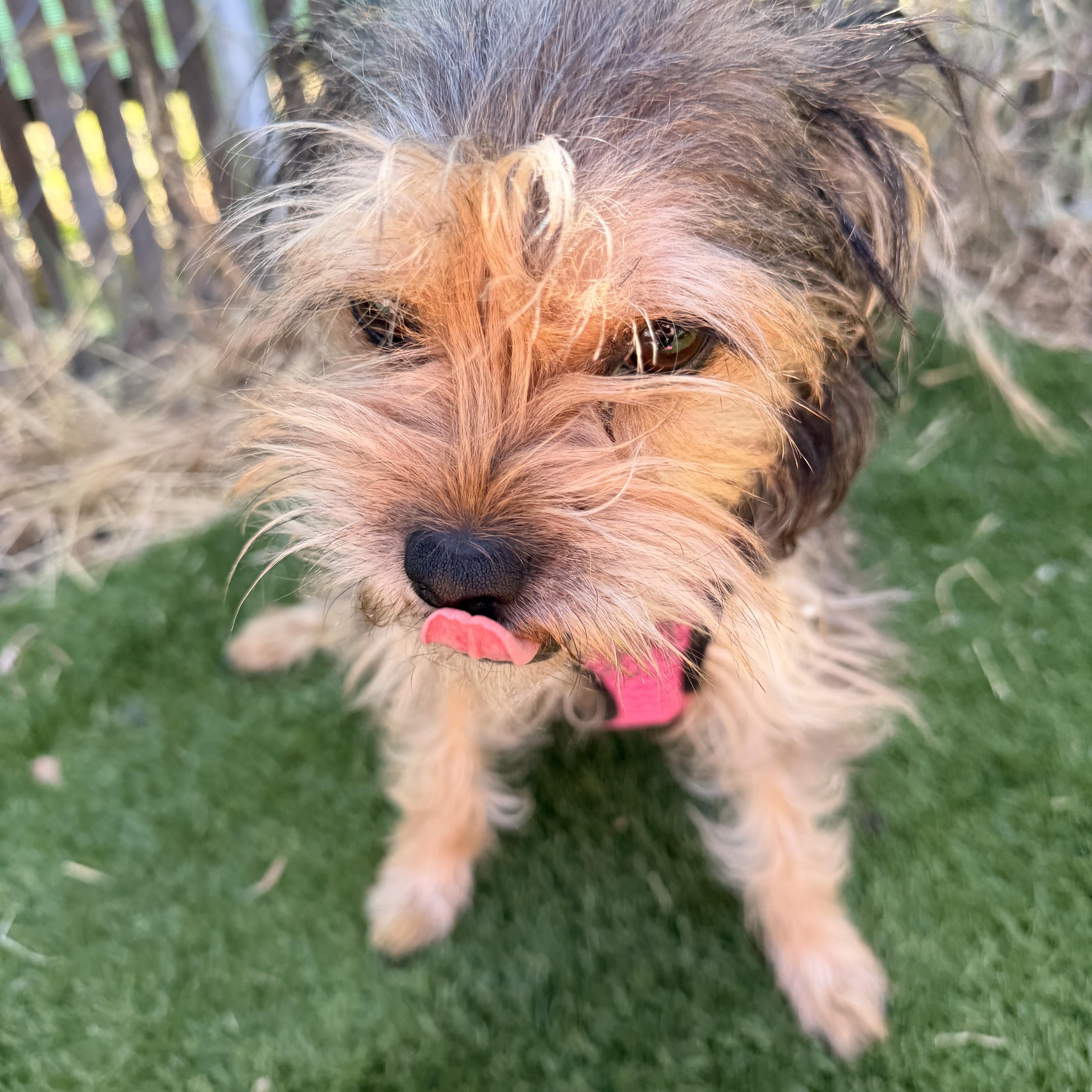 Enlarge Gidget, a ADOPTABLE mixed breed in Redlands , CA image 3/3