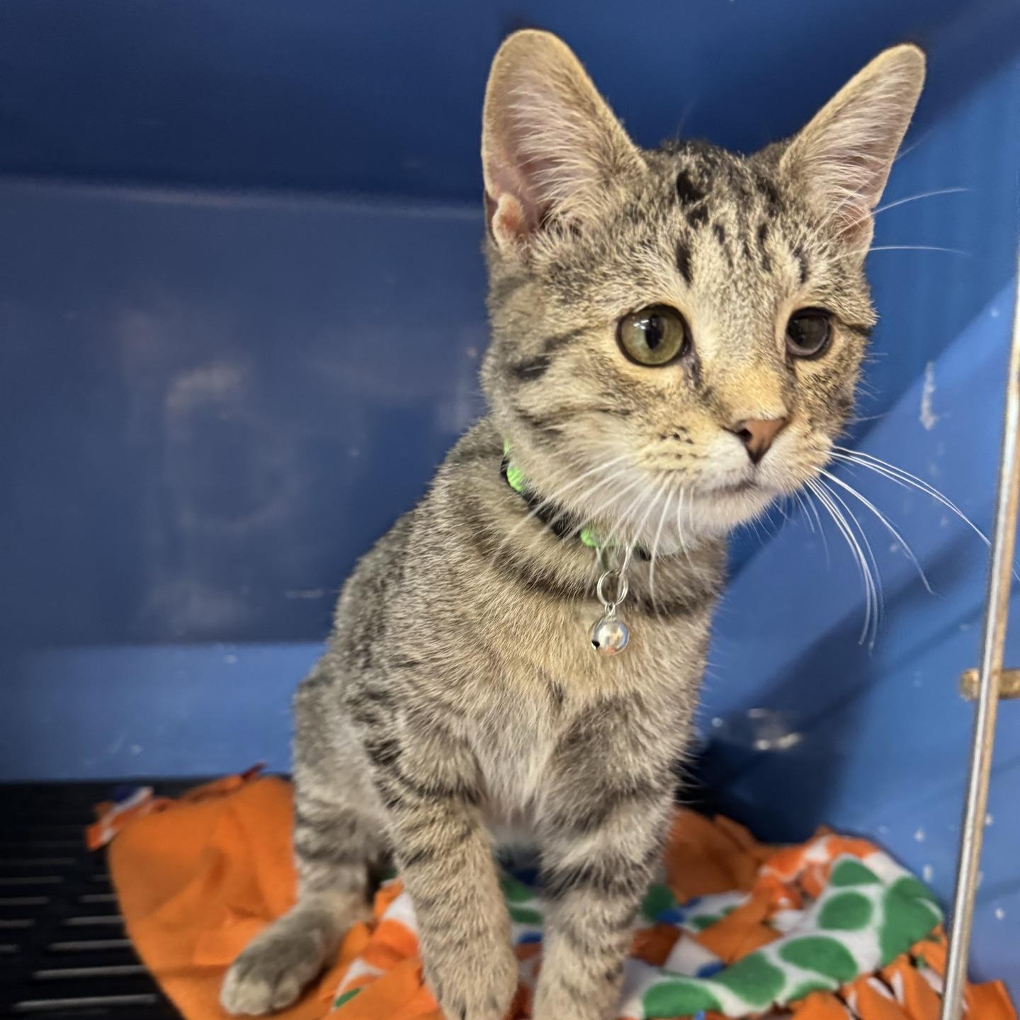 Enlarge Herbert, a Adoptable Domestic Short Hair in Morris, MN image 2/3