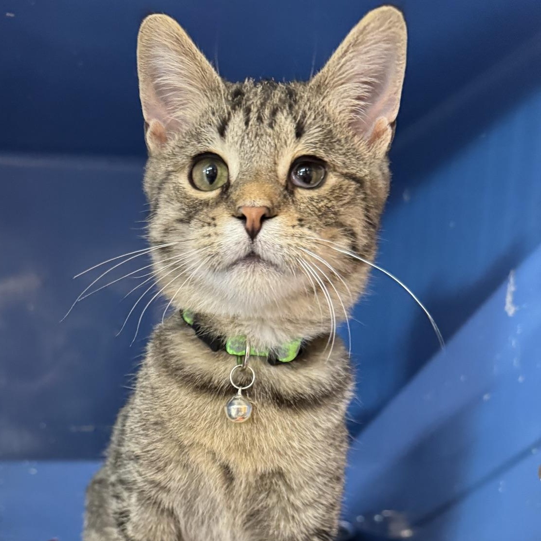 Herbert, Adoptable, Young Male Domestic Short Hair.