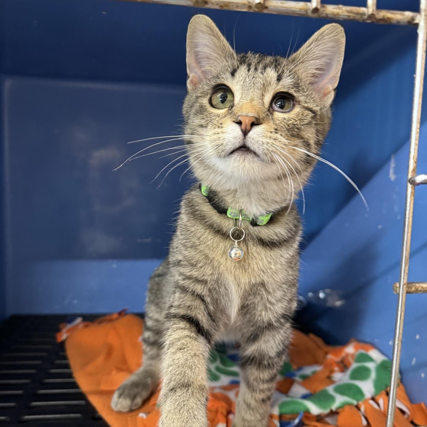Enlarge Herbert, a Adoptable Domestic Short Hair in Morris, MN image 3/3