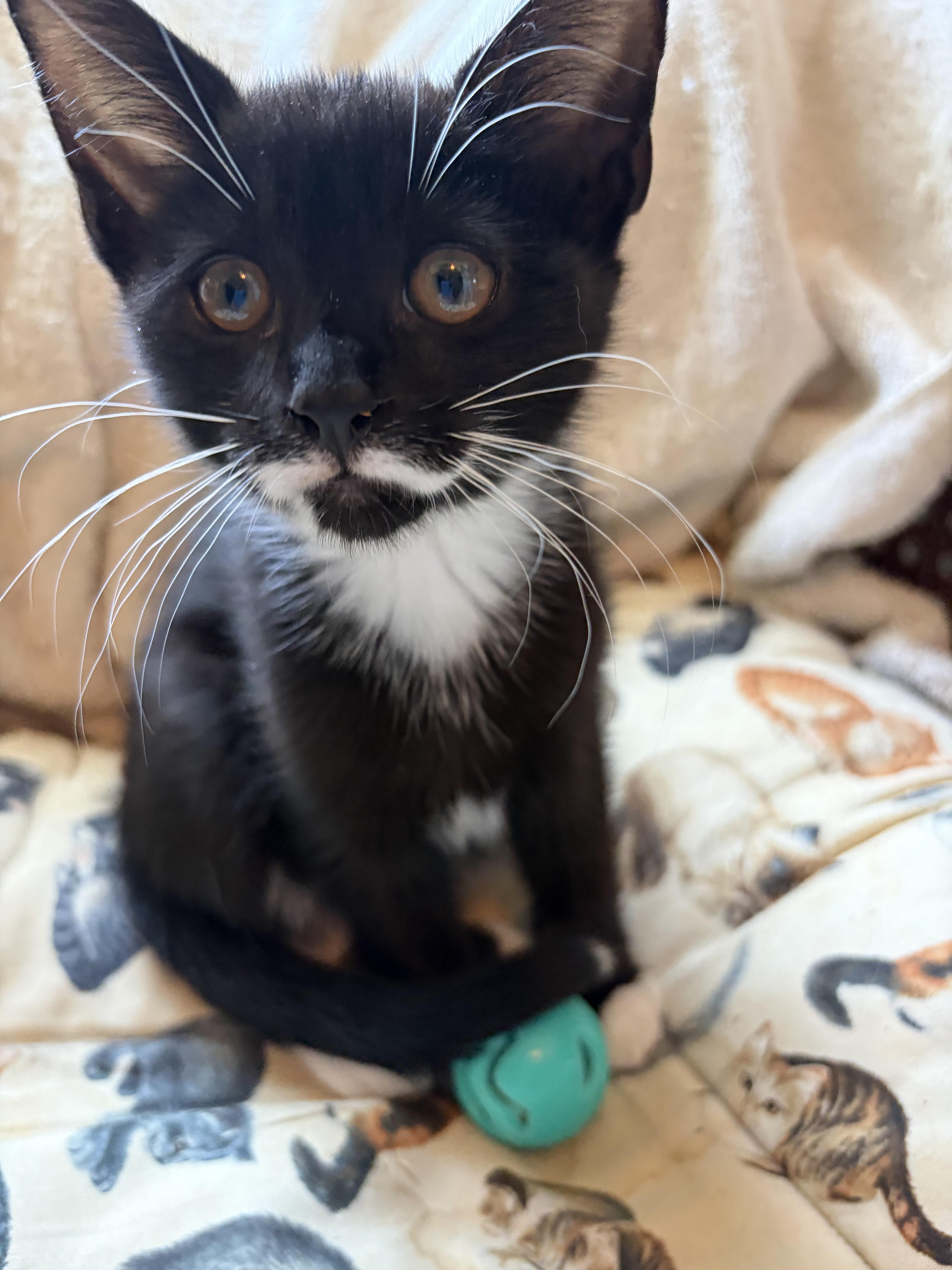 Enlarge Tippy, a Adoptable mixed breed in Peapack, NJ image 2/4