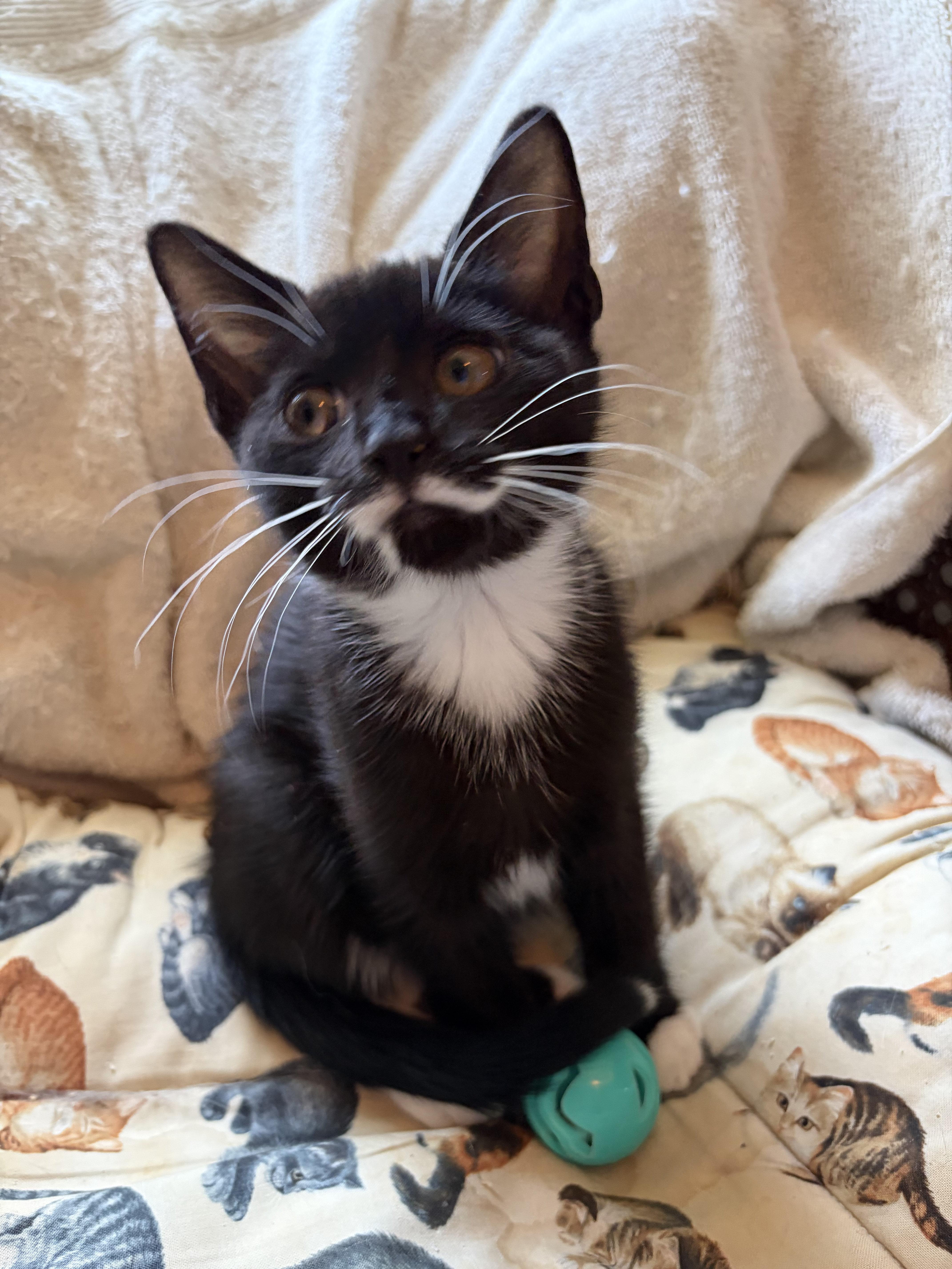 Tippy, Adoptable, Young Female Tuxedo.