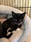 Enlarge Tippy, a Adoptable mixed breed in Peapack, NJ image 3/4