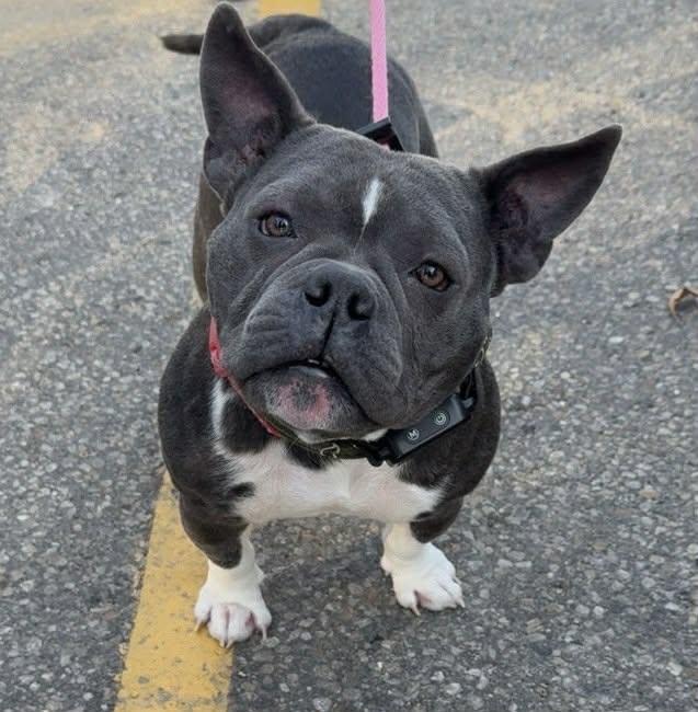 Macy, a ADOPTABLE mixed breed in Winnipeg, MB image 4/4