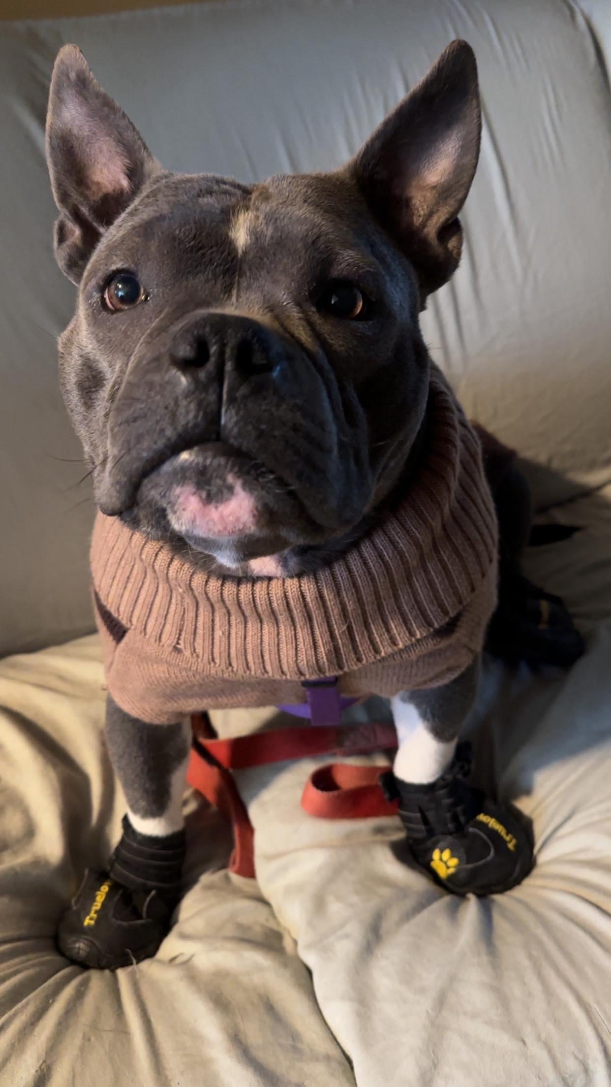 Macy, a ADOPTABLE mixed breed in Winnipeg, MB image 2/4