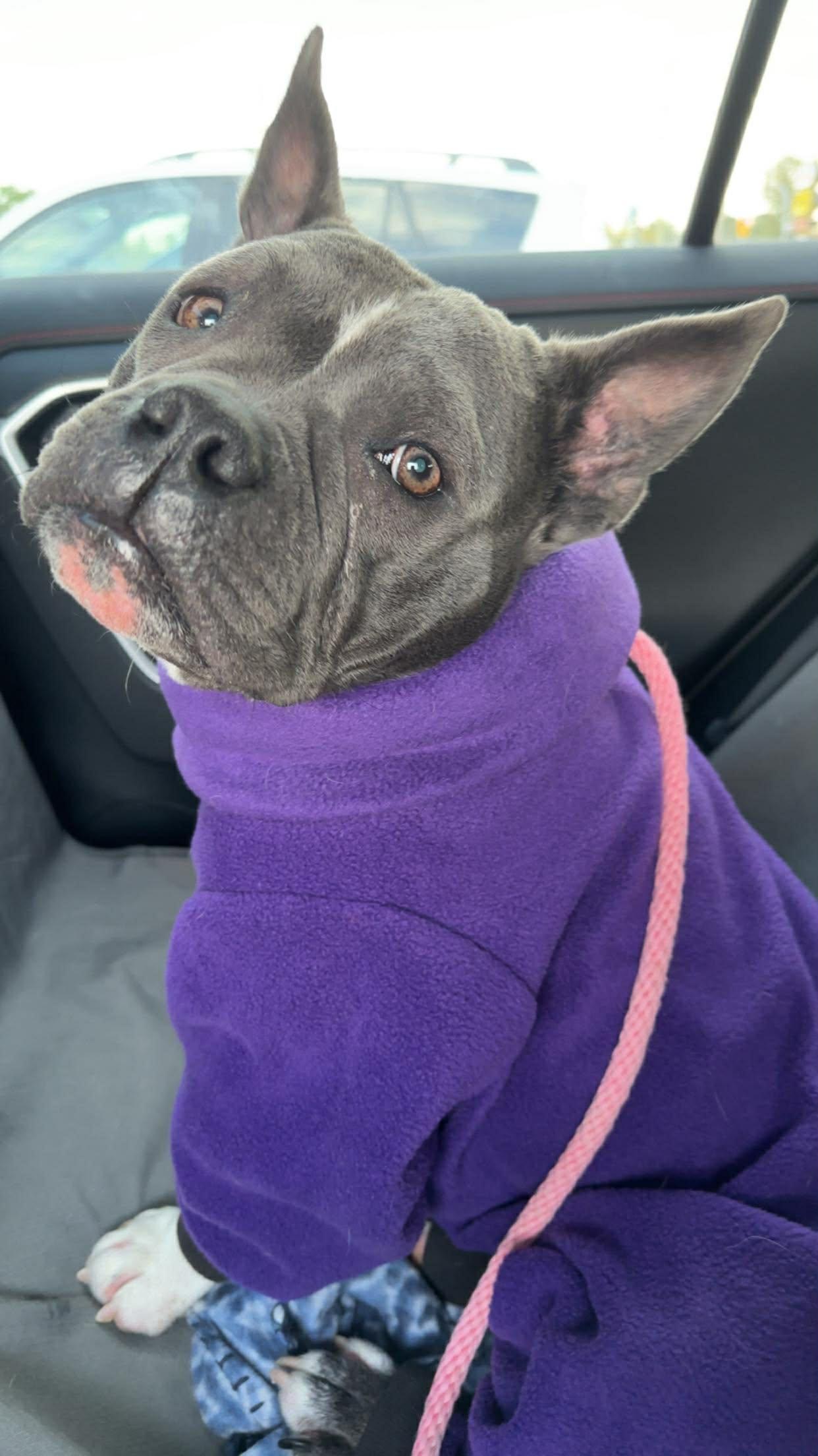 Macy, a ADOPTABLE mixed breed in Winnipeg, MB image 3/4