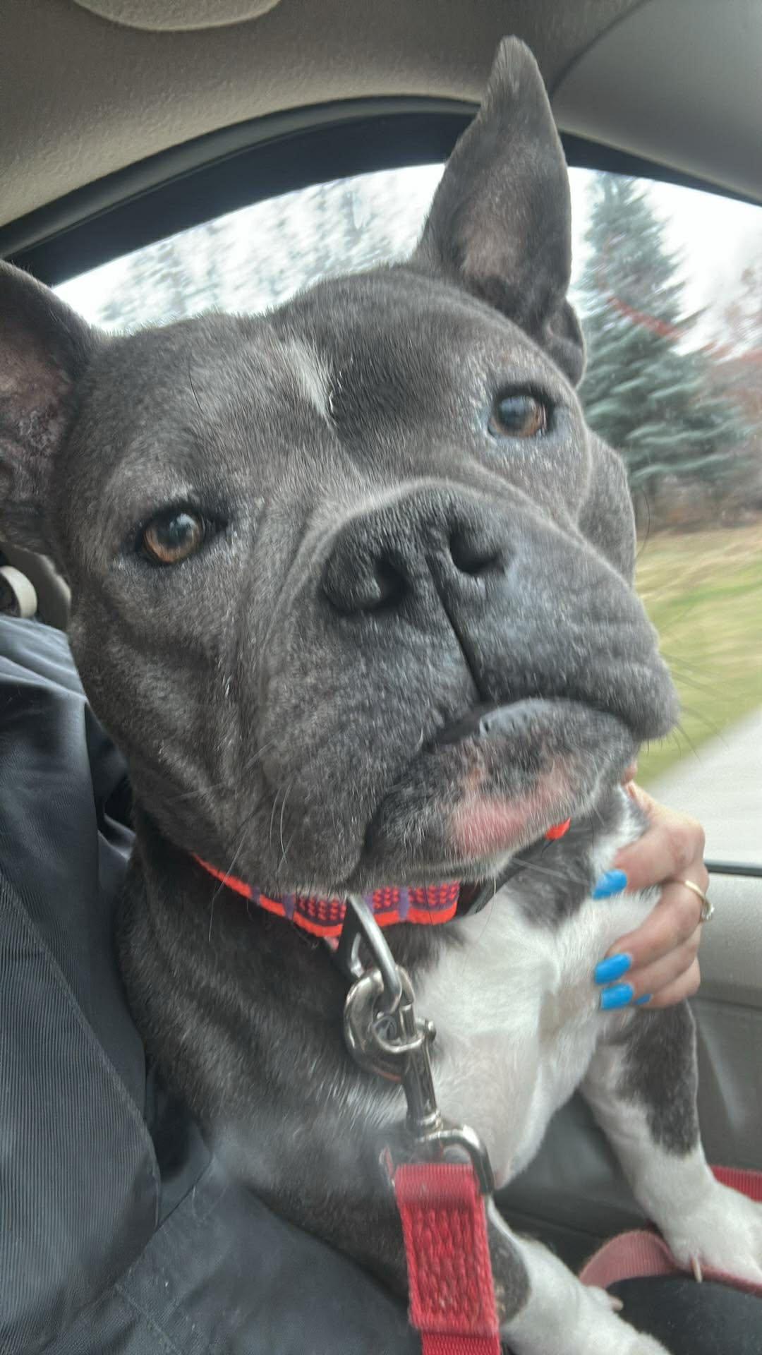 Macy, a ADOPTABLE mixed breed in Winnipeg, MB image 1/4