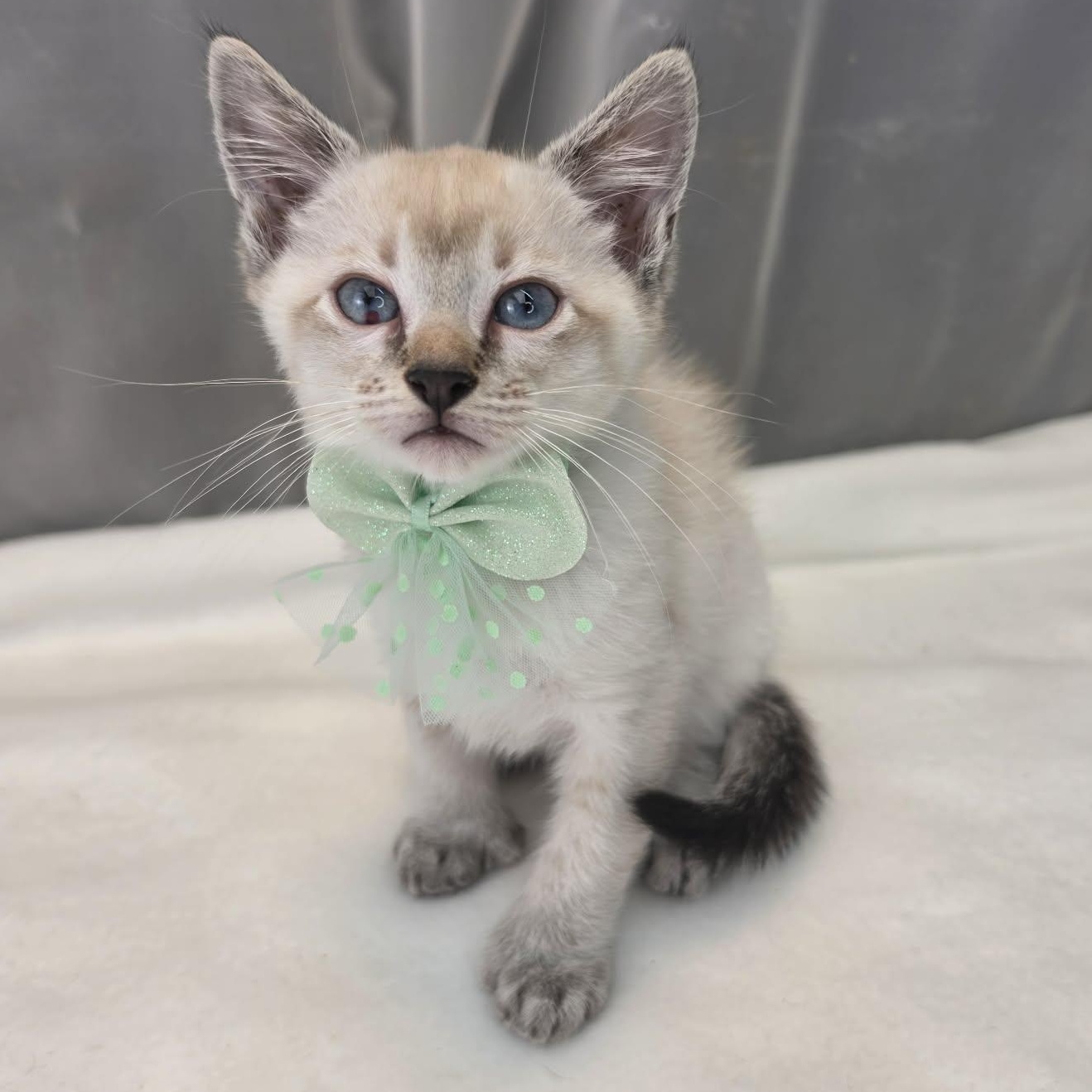 Enlarge Duke, an adopted Siamese in Wanaque, NJ image 2/5
