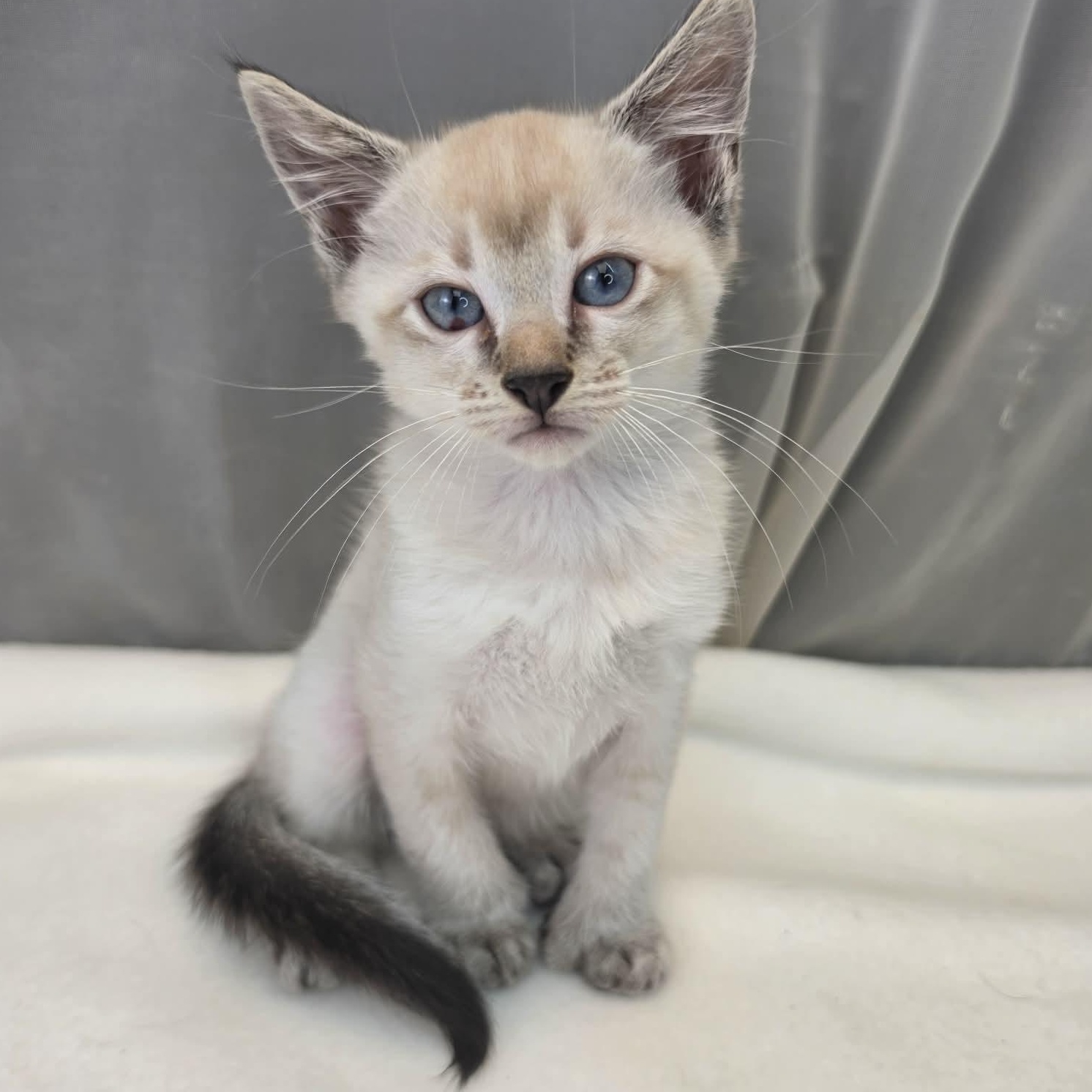 Enlarge Duke, an adopted Siamese in Wanaque, NJ image 4/5