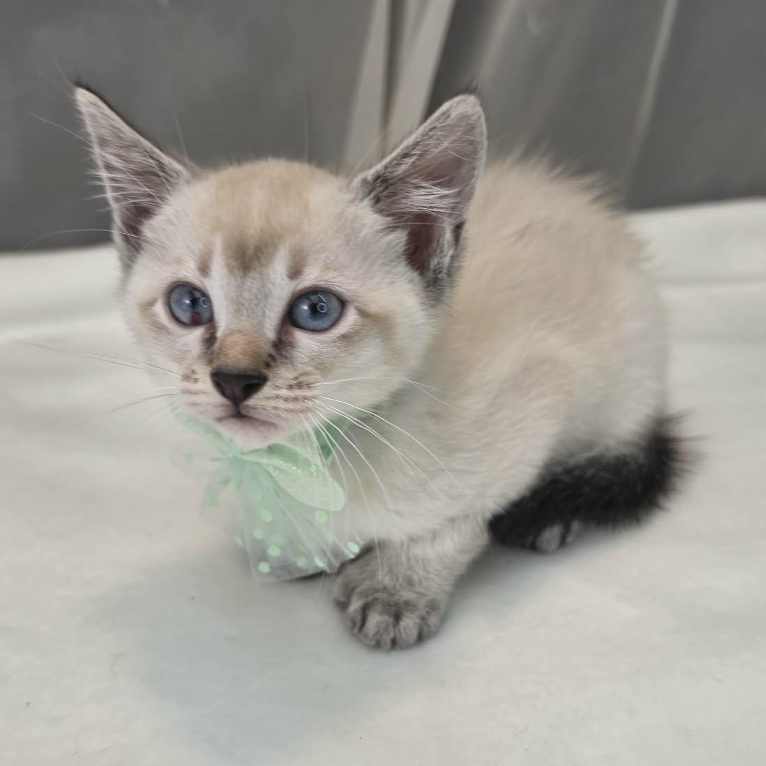 Enlarge Duke, an adopted Siamese in Wanaque, NJ image 3/5