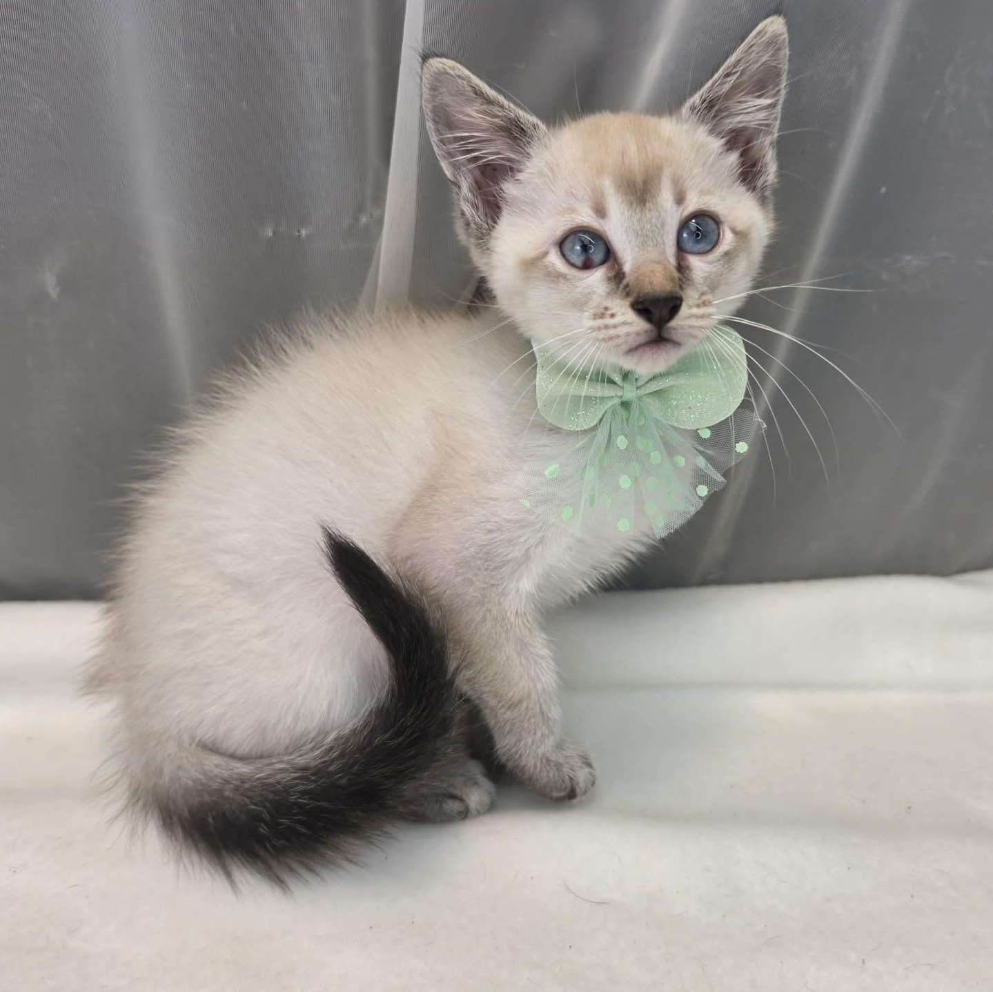 Duke, adopted, Kitten Male Siamese.