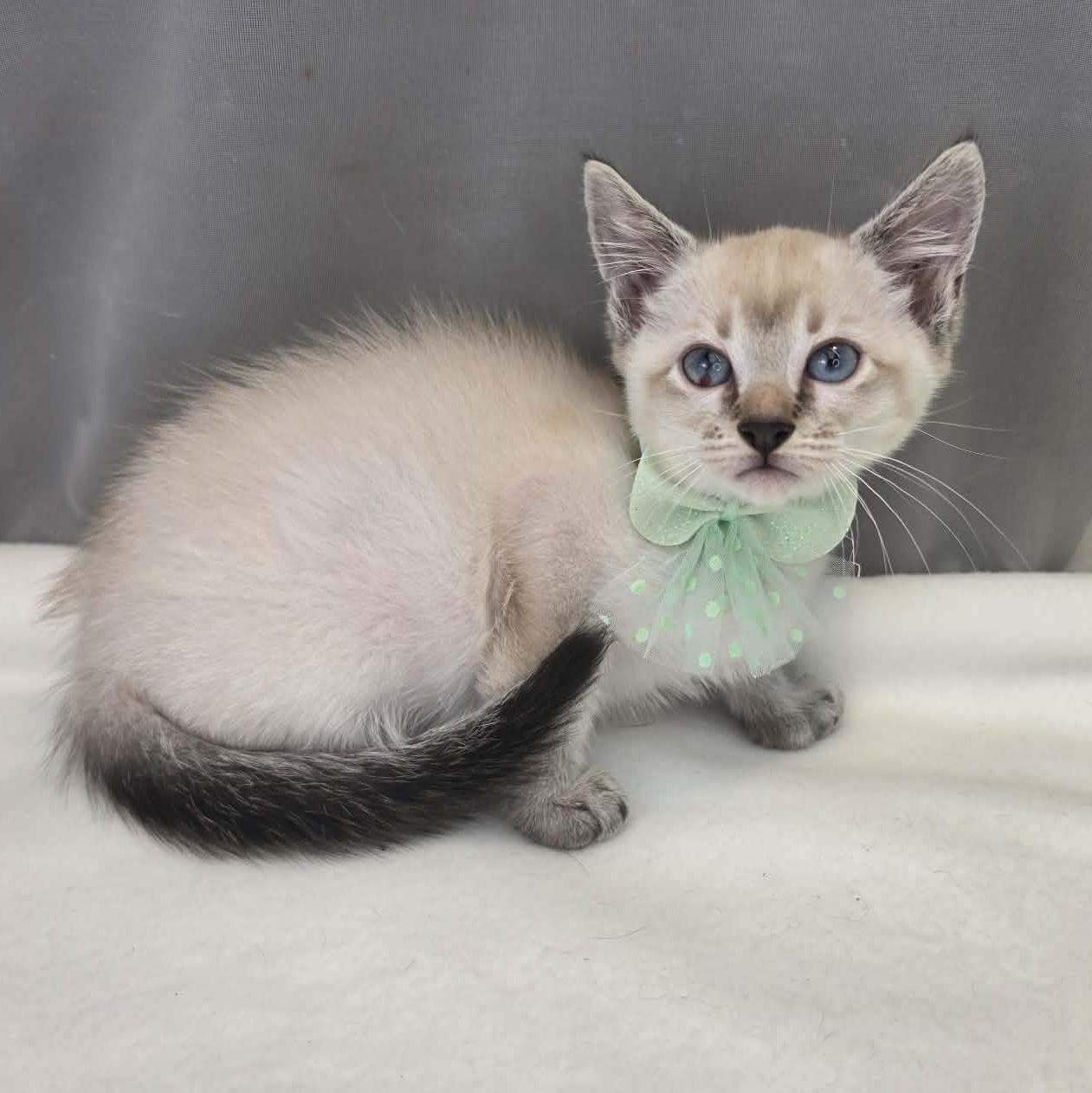 Enlarge Duke, an adopted Siamese in Wanaque, NJ image 5/5