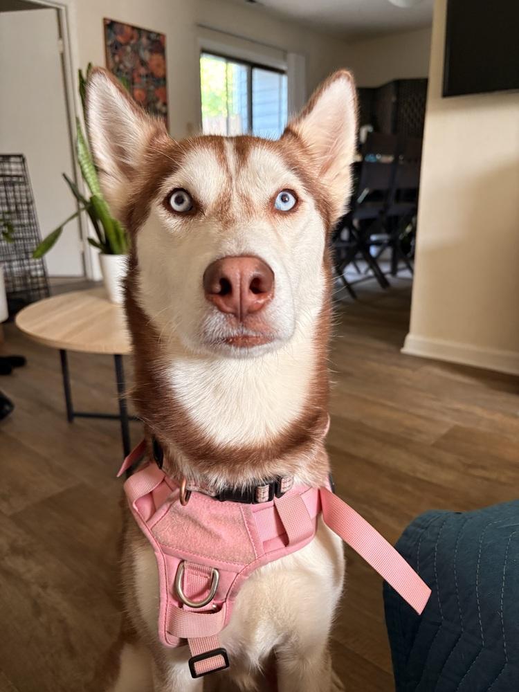 Mikah, Adoptable, Adult Female Husky.