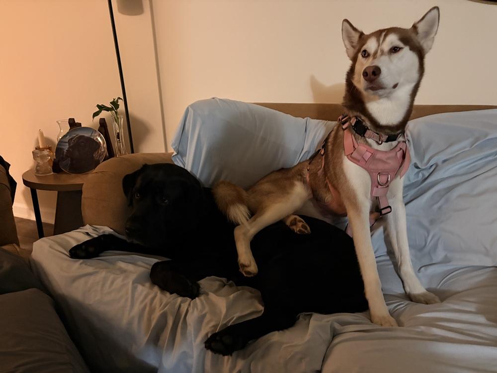 Mika, Adoptable, Adult Female Husky.