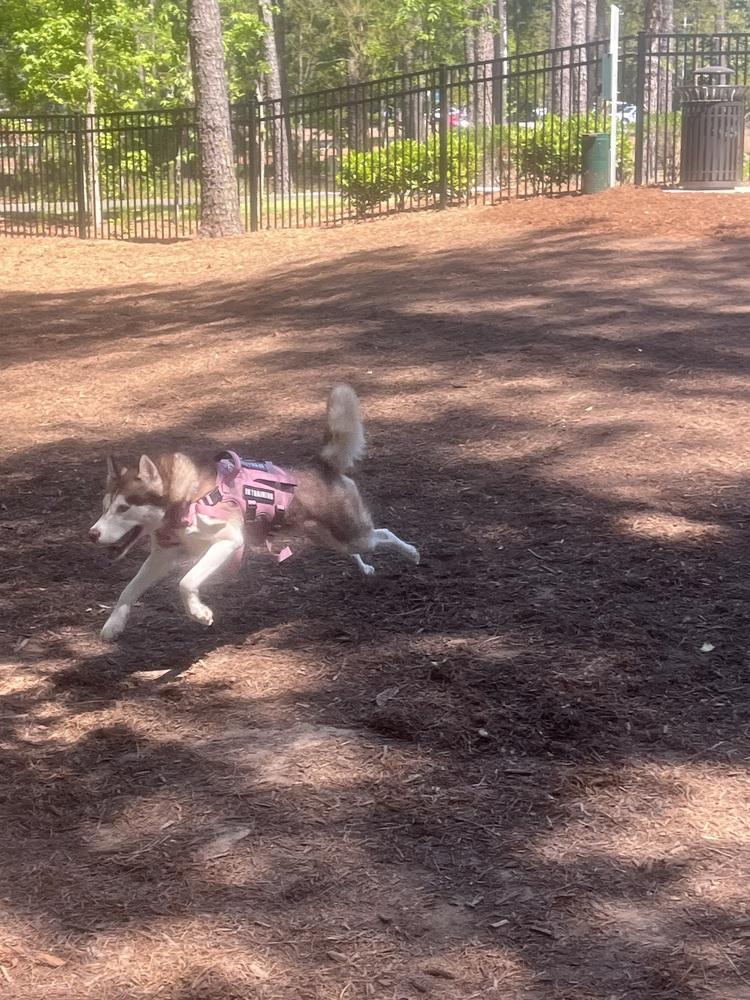 Enlarge Mika, a Adoptable Husky in Wake Forest, NC image 3/3