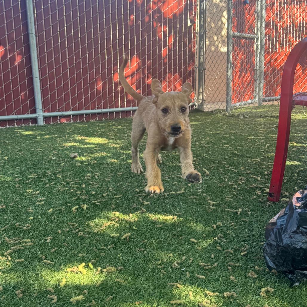 Enlarge Trevor, a Adoptable Cairn Terrier in Buellton, CA image 1/5