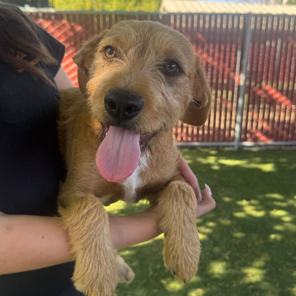 Enlarge Trevor, a Adoptable Cairn Terrier in Buellton, CA image 2/5