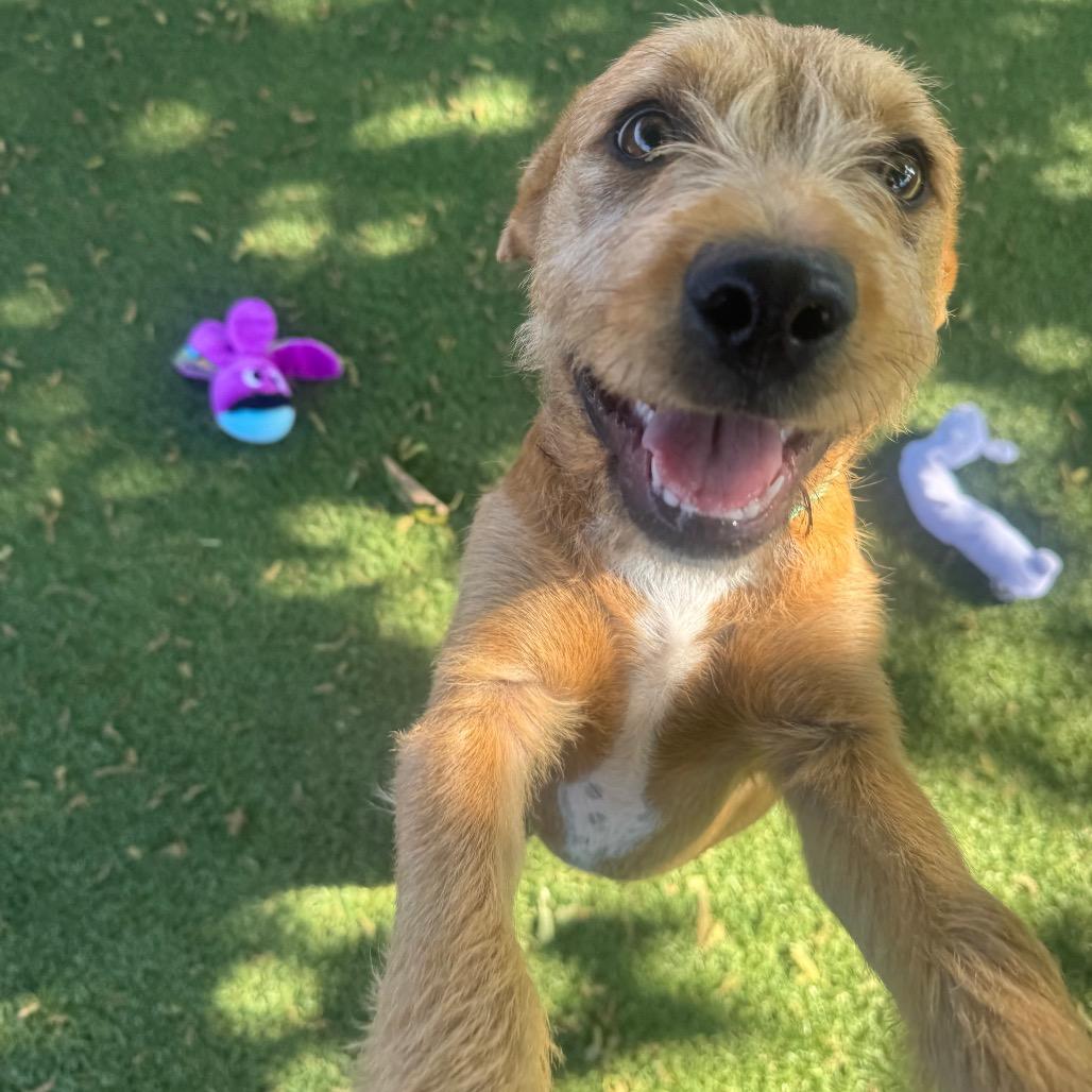 Enlarge Trevor, a Adoptable Cairn Terrier in Buellton, CA image 3/5