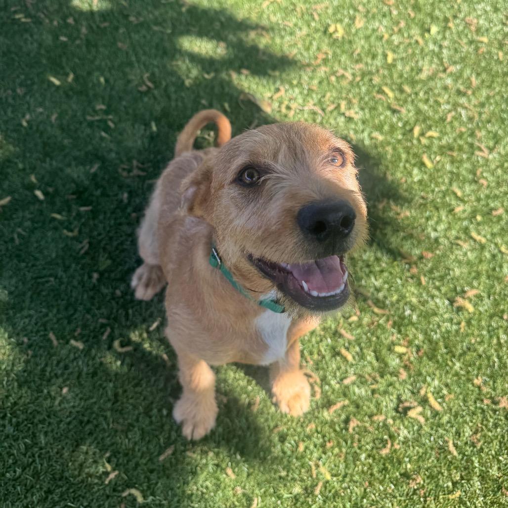 Enlarge Trevor, a Adoptable Cairn Terrier in Buellton, CA image 4/5