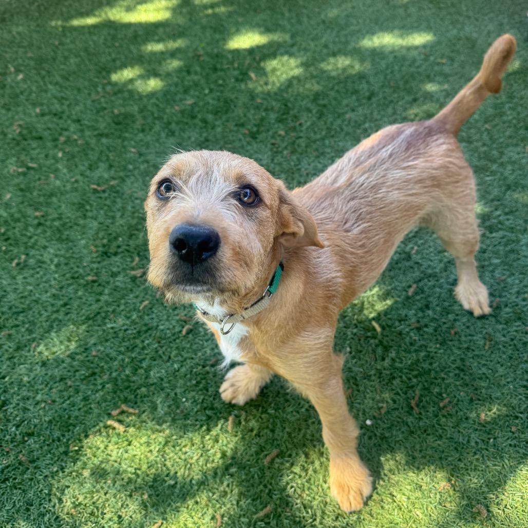 Enlarge Trevor, a Adoptable Cairn Terrier in Buellton, CA image 5/5