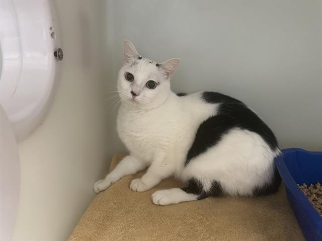 CLEO, Adoptable, Adult Female Domestic Short Hair.