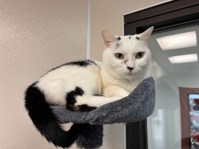 CLEO, Adoptable, Adult Female Domestic Short Hair.