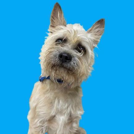 Scrappy-Foster Home Needed