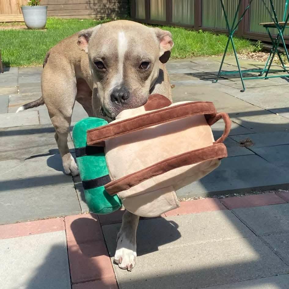 Oz, Adoptable, Adult Male Pit Bull Terrier.