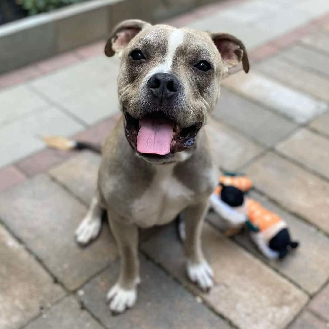 Enlarge Oz, a Adoptable mixed breed in Elizabethtown, PA image 2/5