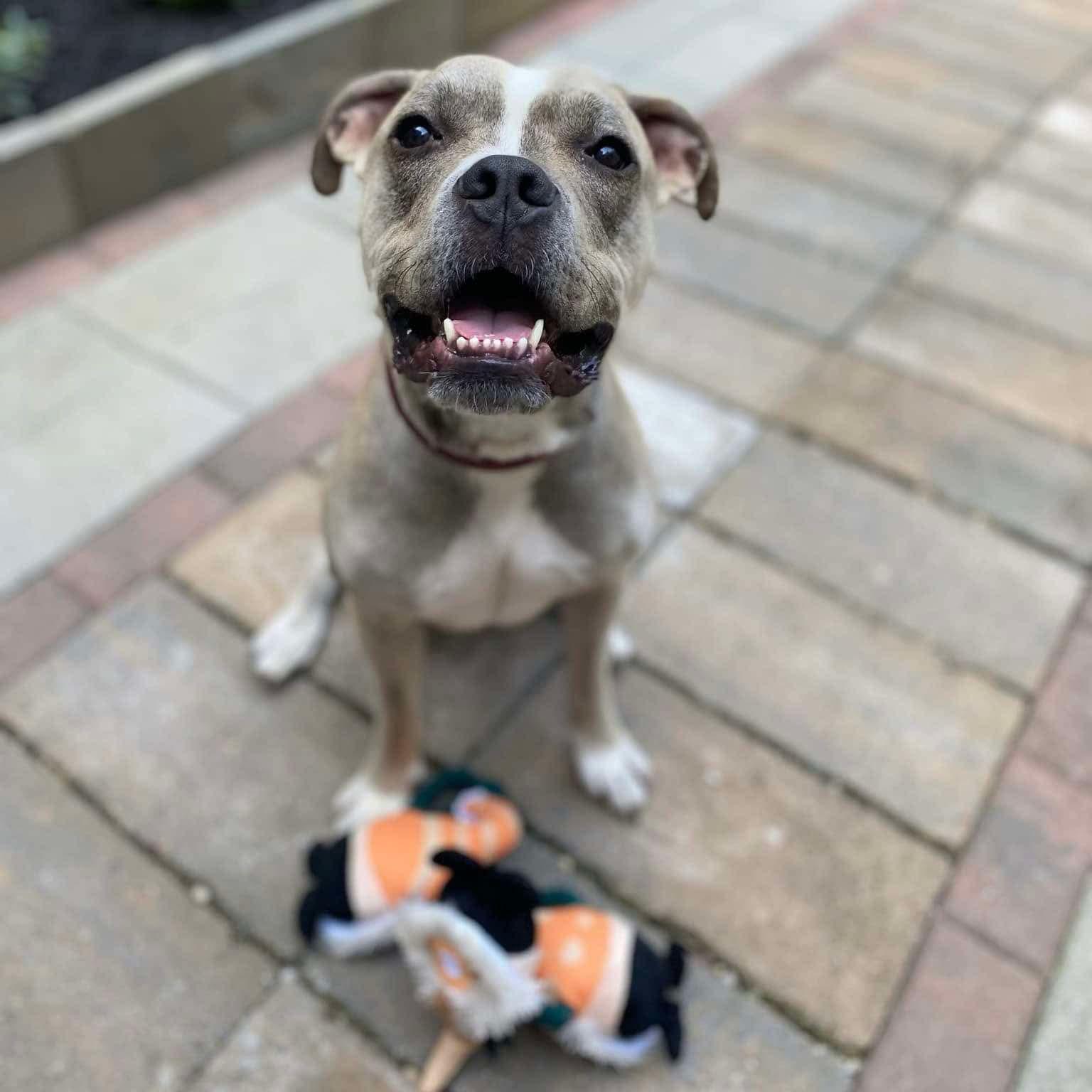 Enlarge Oz, a Adoptable mixed breed in Elizabethtown, PA image 3/5