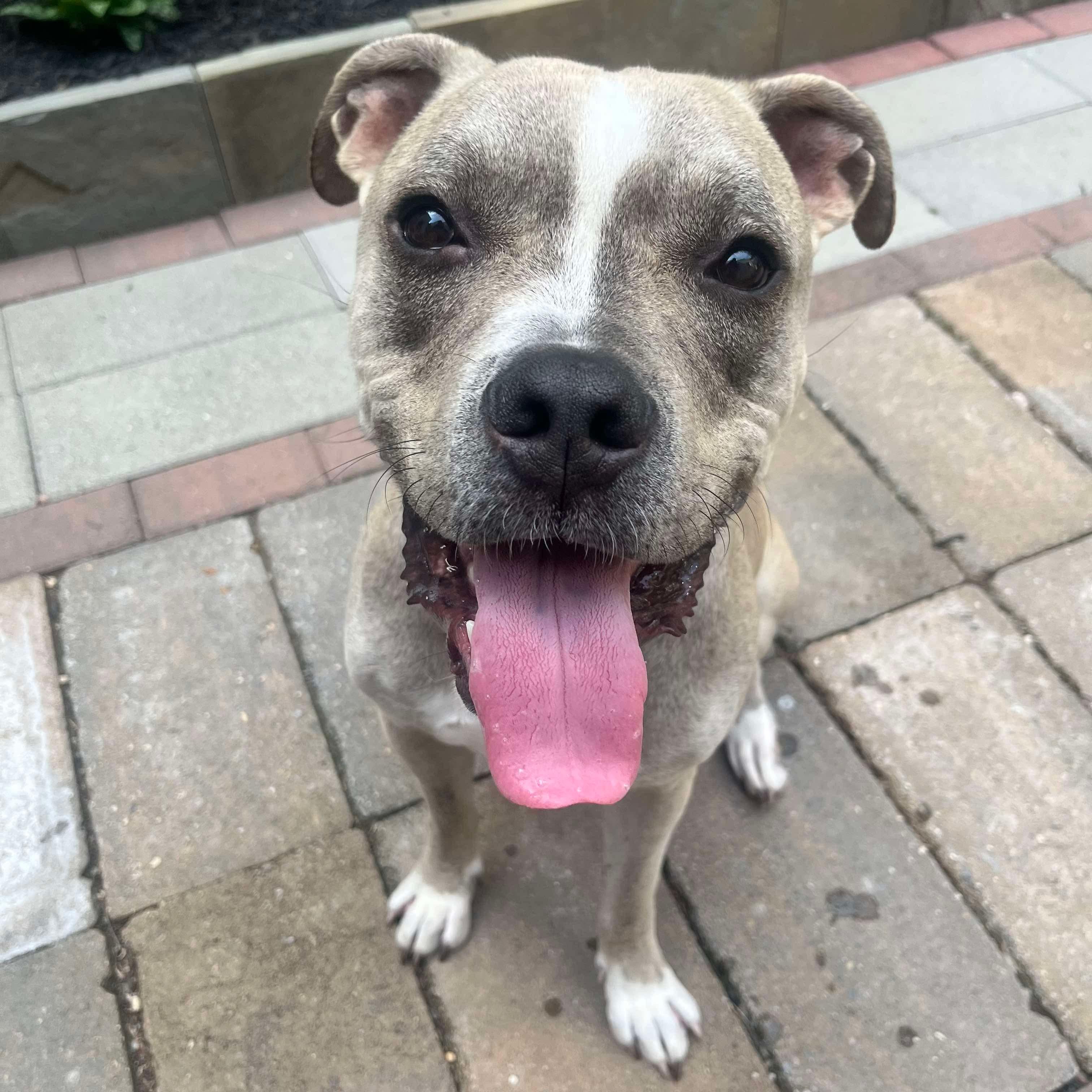 Enlarge Oz, a Adoptable mixed breed in Elizabethtown, PA image 4/5