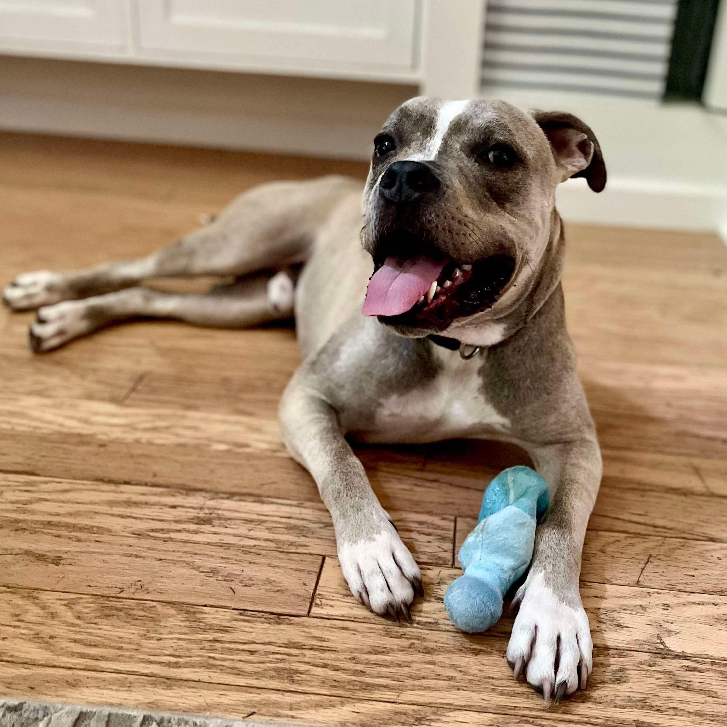 Enlarge Oz, a Adoptable mixed breed in Elizabethtown, PA image 5/5