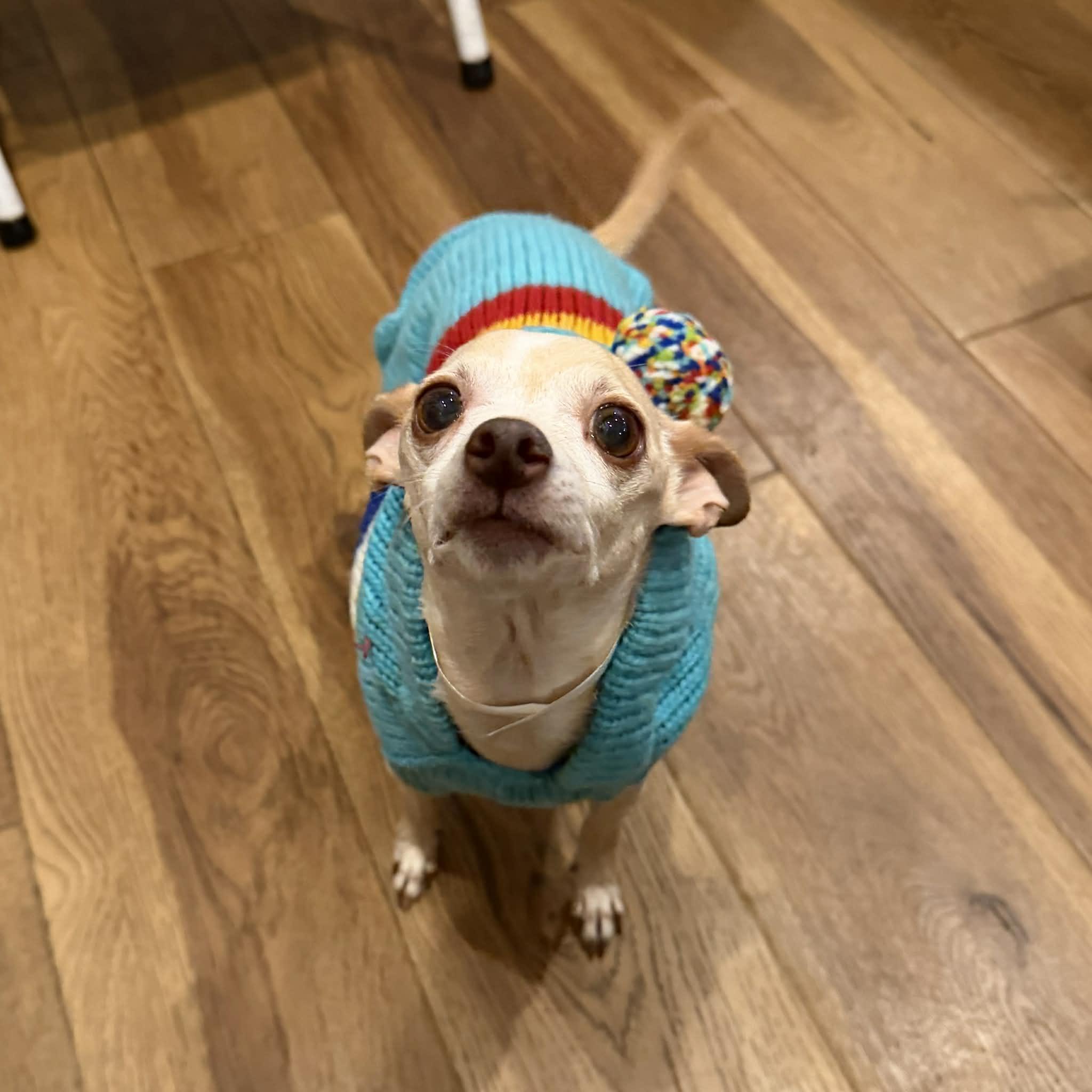 Foxy, a ADOPTABLE mixed breed in Boulder, CO image 1/6