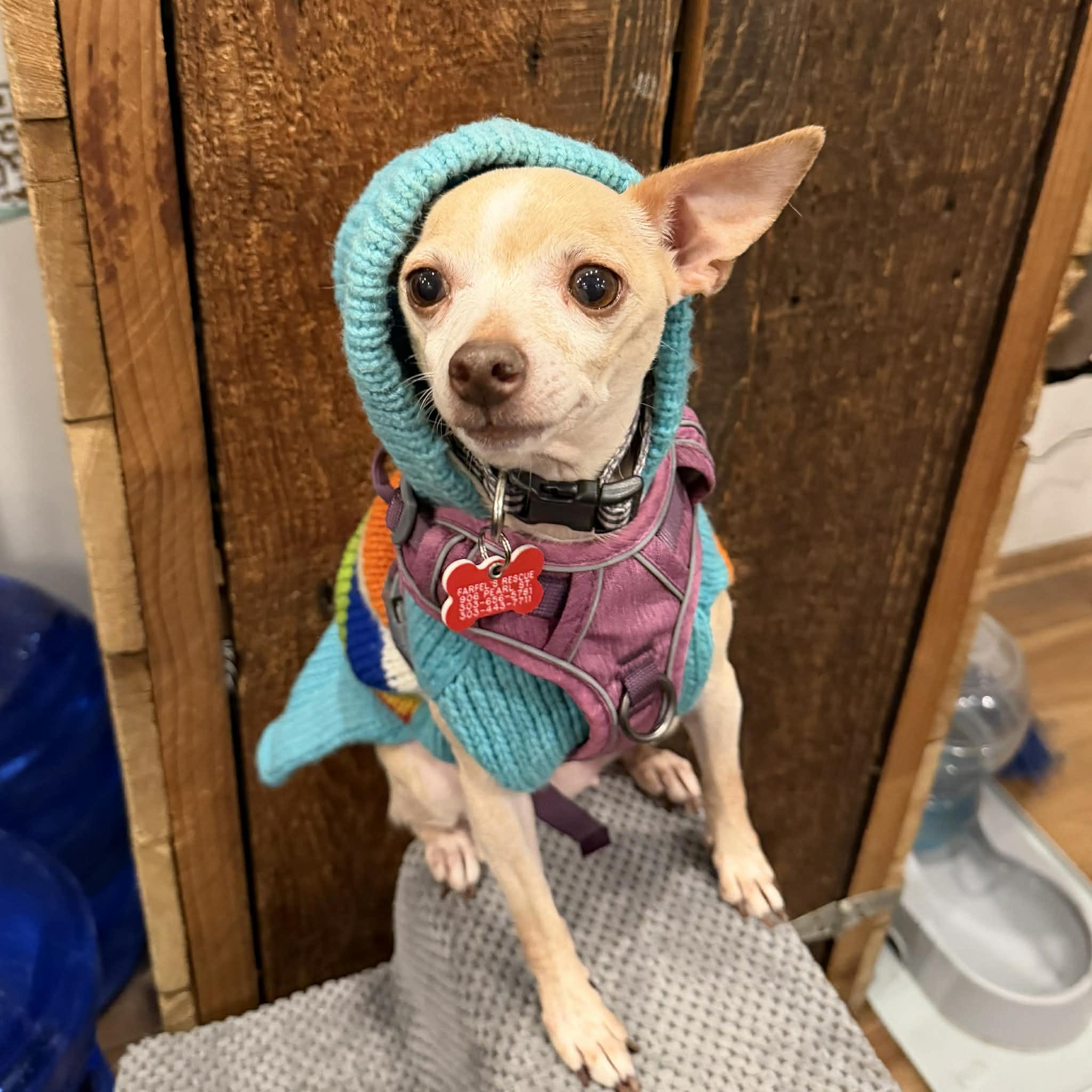 Foxy, a ADOPTABLE mixed breed in Boulder, CO image 2/6