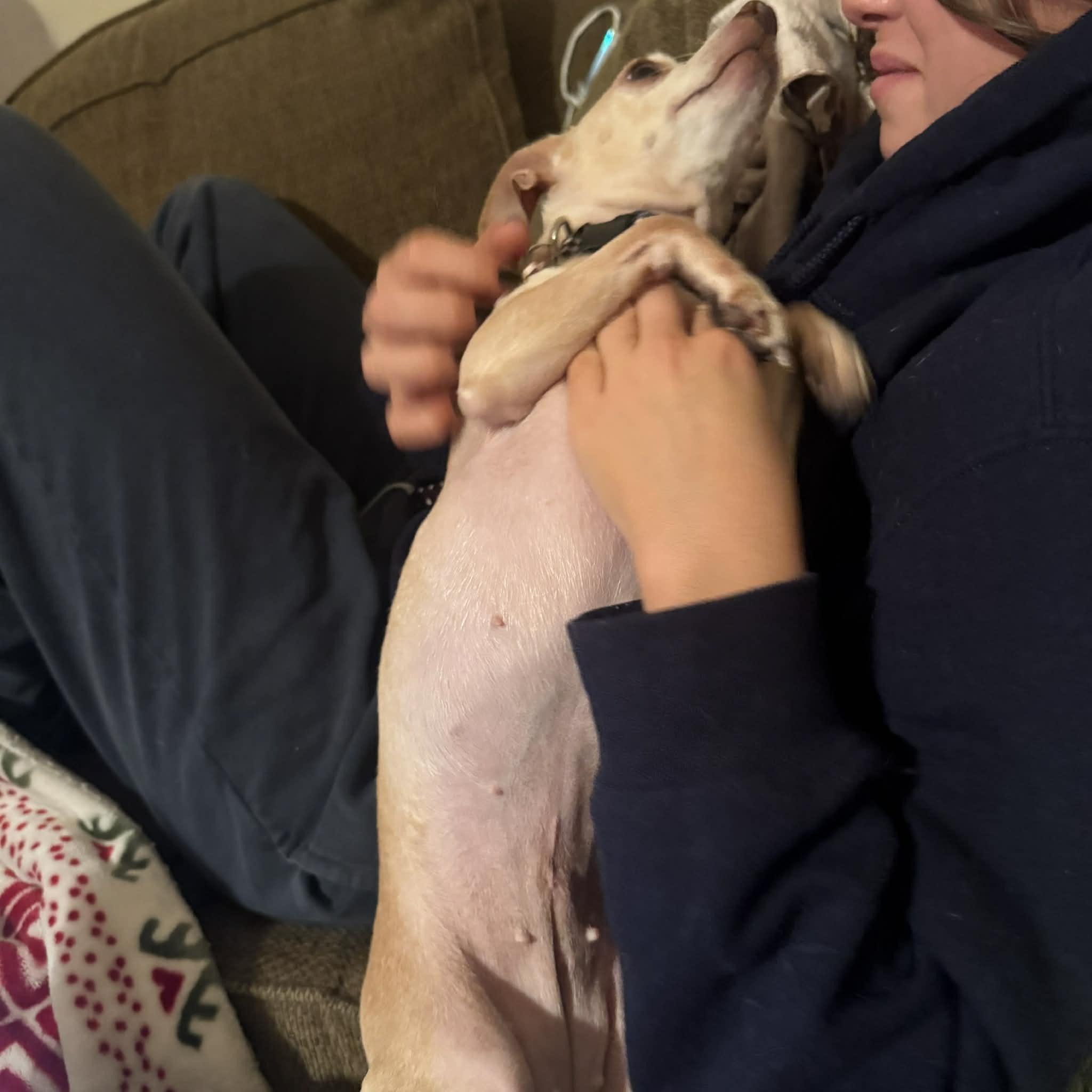 Foxy, a ADOPTABLE mixed breed in Boulder, CO image 3/6