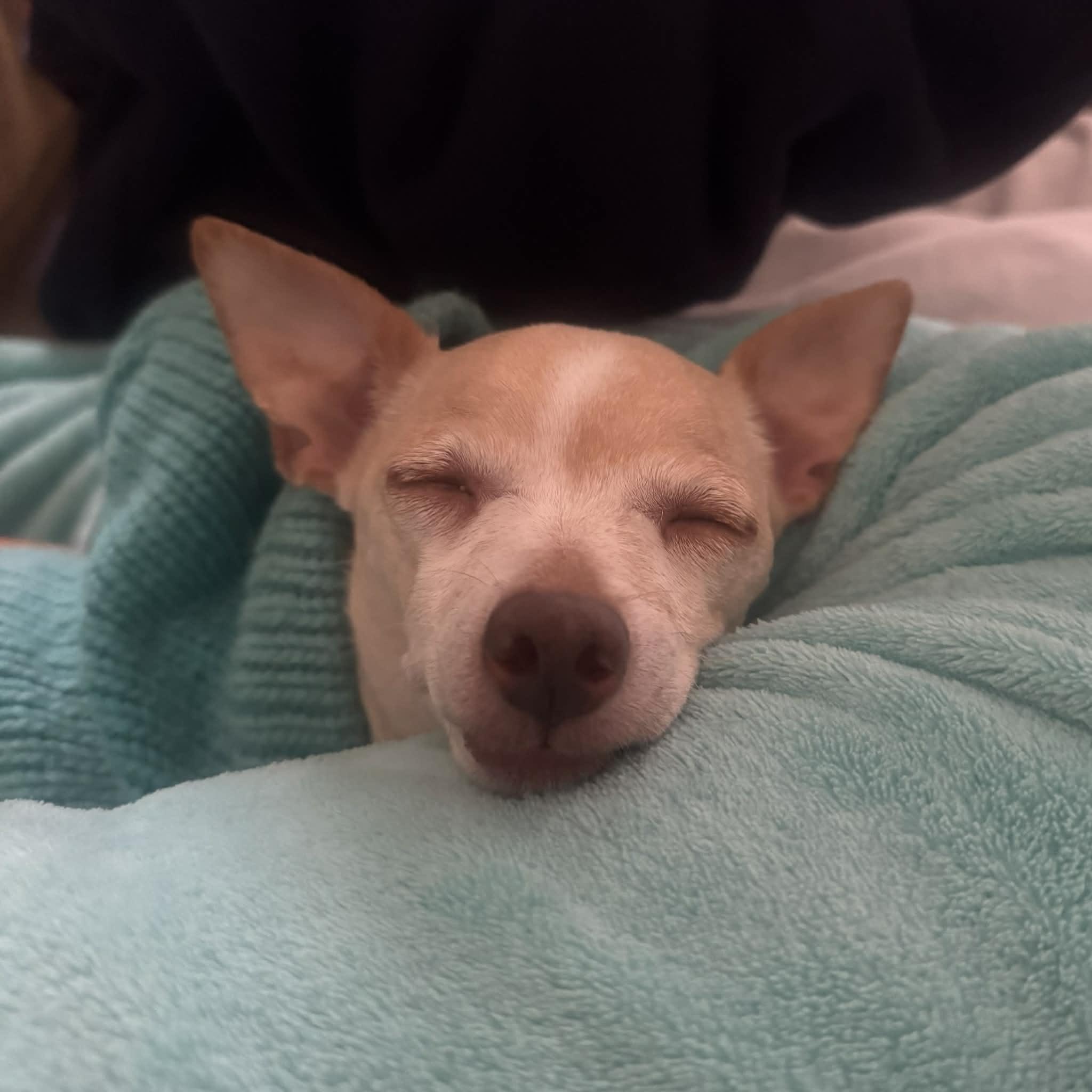 Foxy, a ADOPTABLE mixed breed in Boulder, CO image 5/6