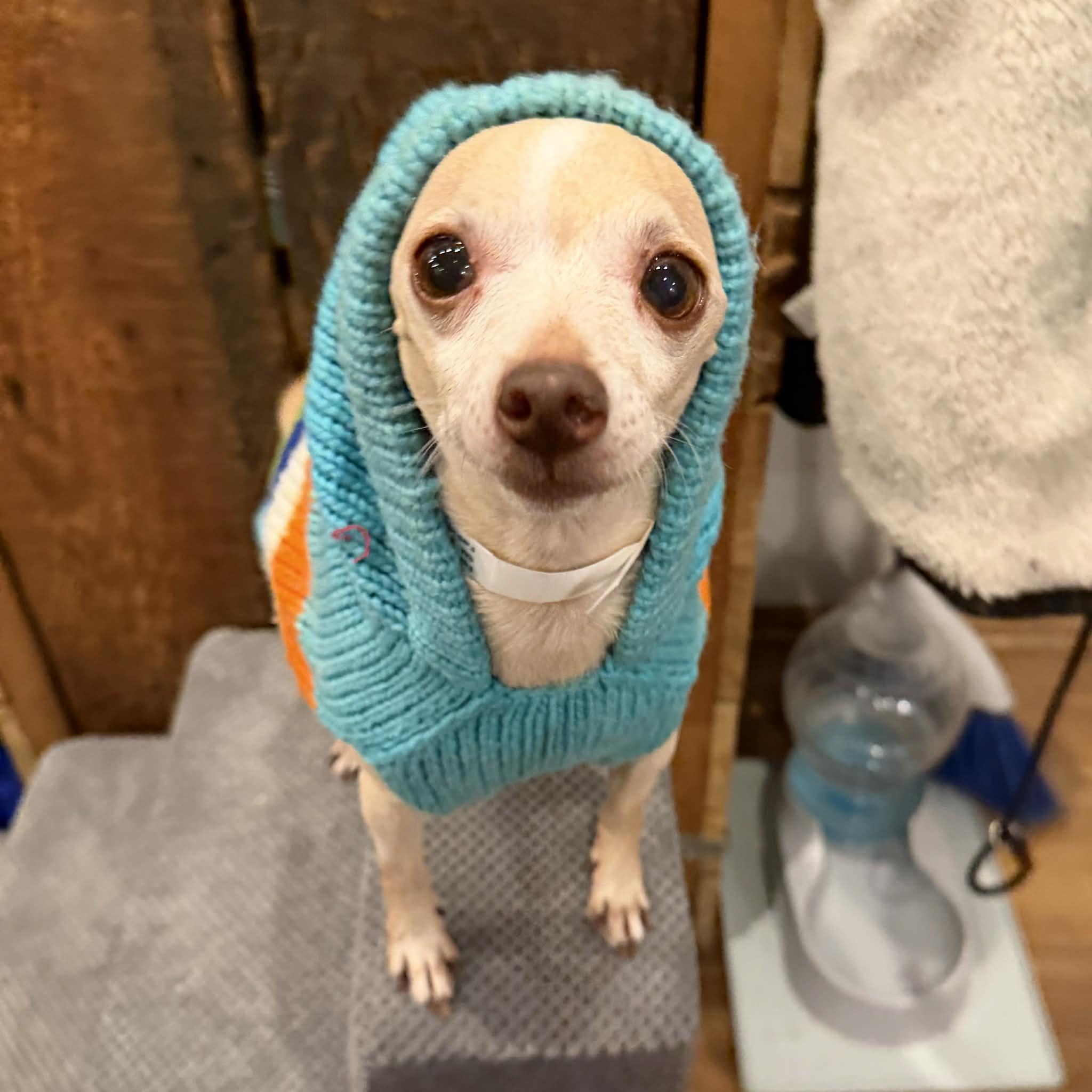 Foxy, a ADOPTABLE mixed breed in Boulder, CO image 6/6