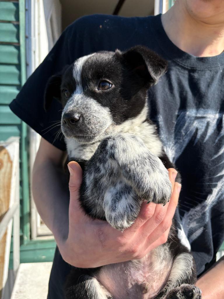 Bluey, Adopted, Puppy Male Mixed Breed.