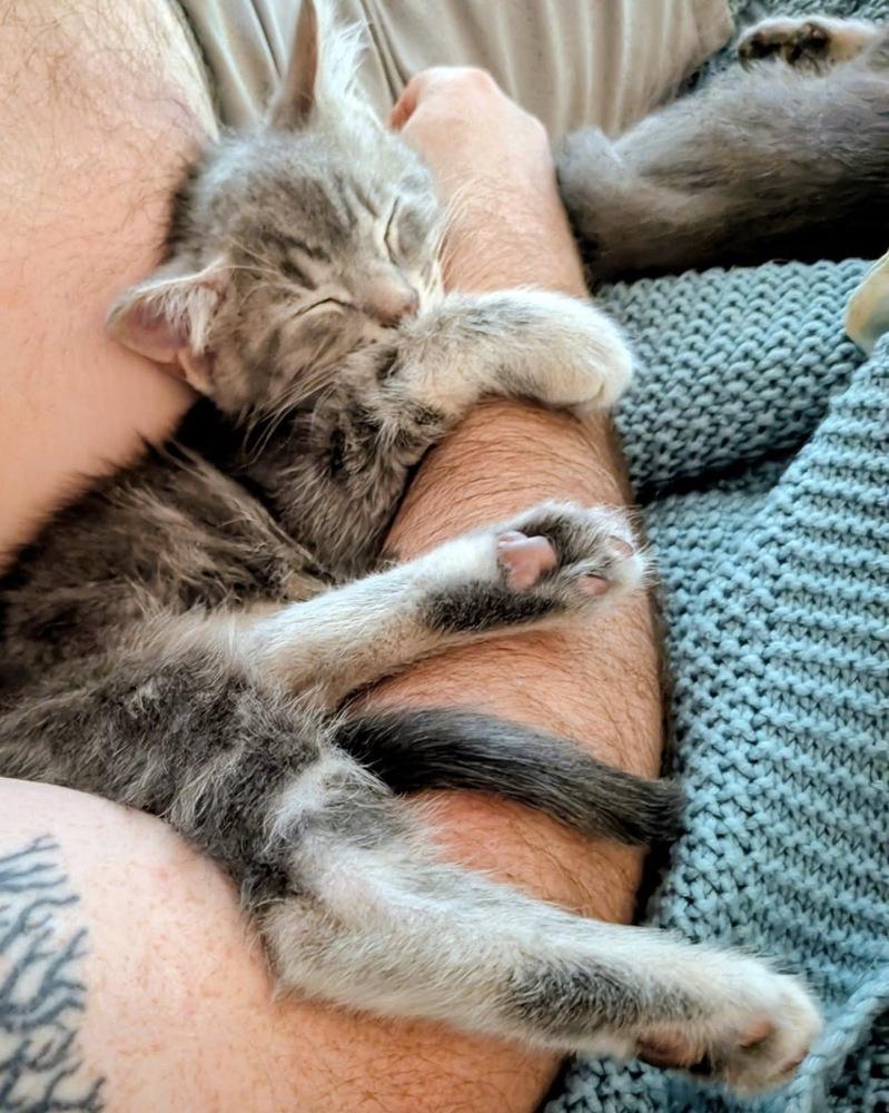 Wynken, Adoptable, Kitten Male Domestic Short Hair & Tabby.