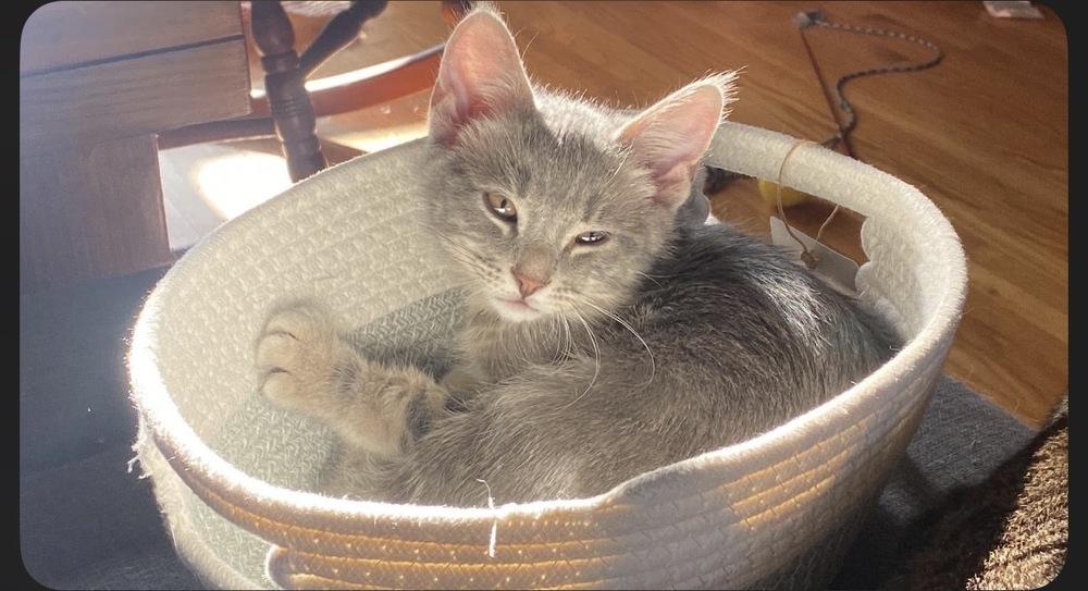 Wynken, a Adoptable mixed breed in Poplar Grove, IL image 3/5
