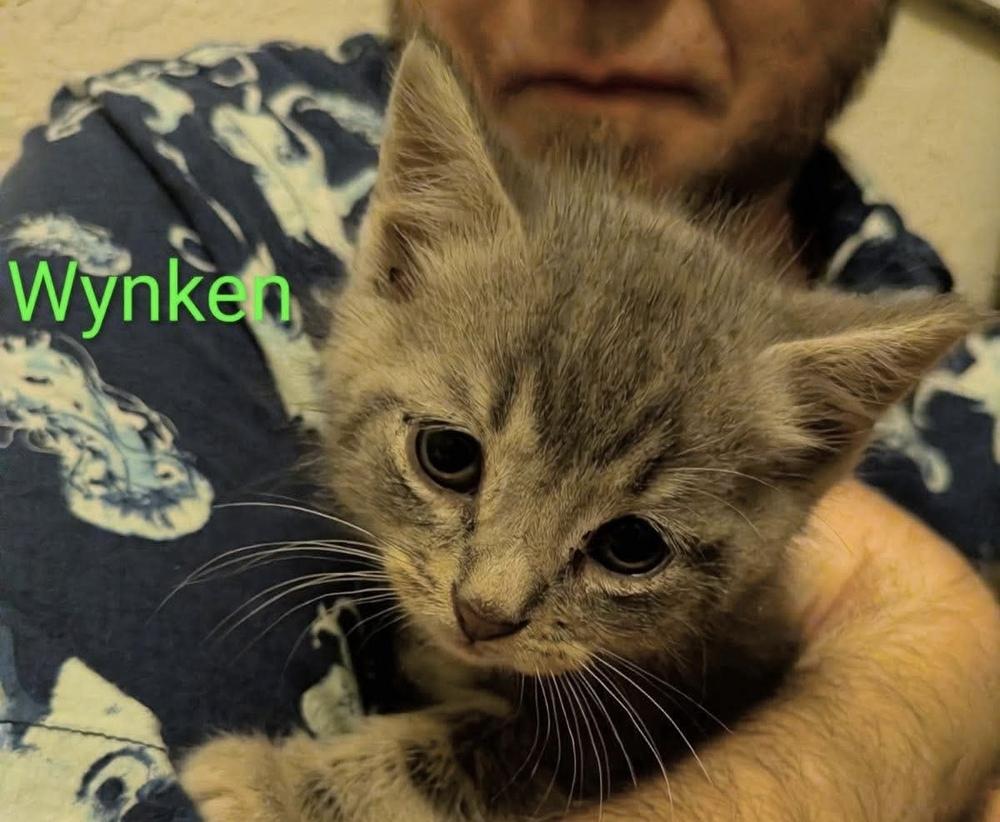 Wynken, a Adoptable mixed breed in Poplar Grove, IL image 4/5