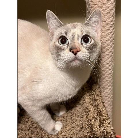 Cosima, an adopted Siamese in Salt Lake City, UT image 3/3